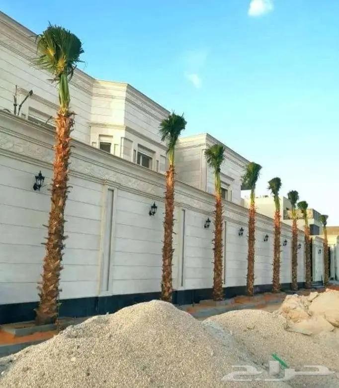 نخل واشنطني زينه للبيع على جميع المقاسات والأشكال المختلفه 30