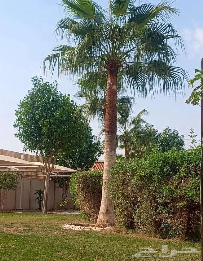 نخل واشنطني زينه للبيع على جميع المقاسات والأشكال المختلفه 13