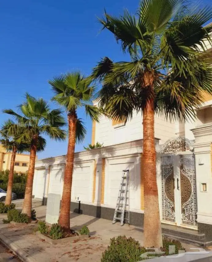 نخل واشنطني زينه للبيع على جميع المقاسات والأشكال المختلفه 20