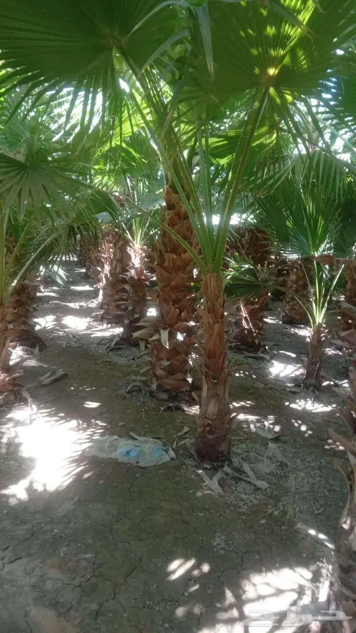 نخل واشنطني زينه للبيع على جميع المقاسات والأشكال المختلفه 10