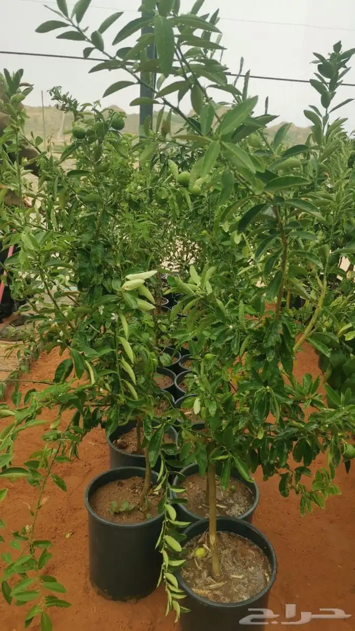 جميع انواع الحمضيات 2