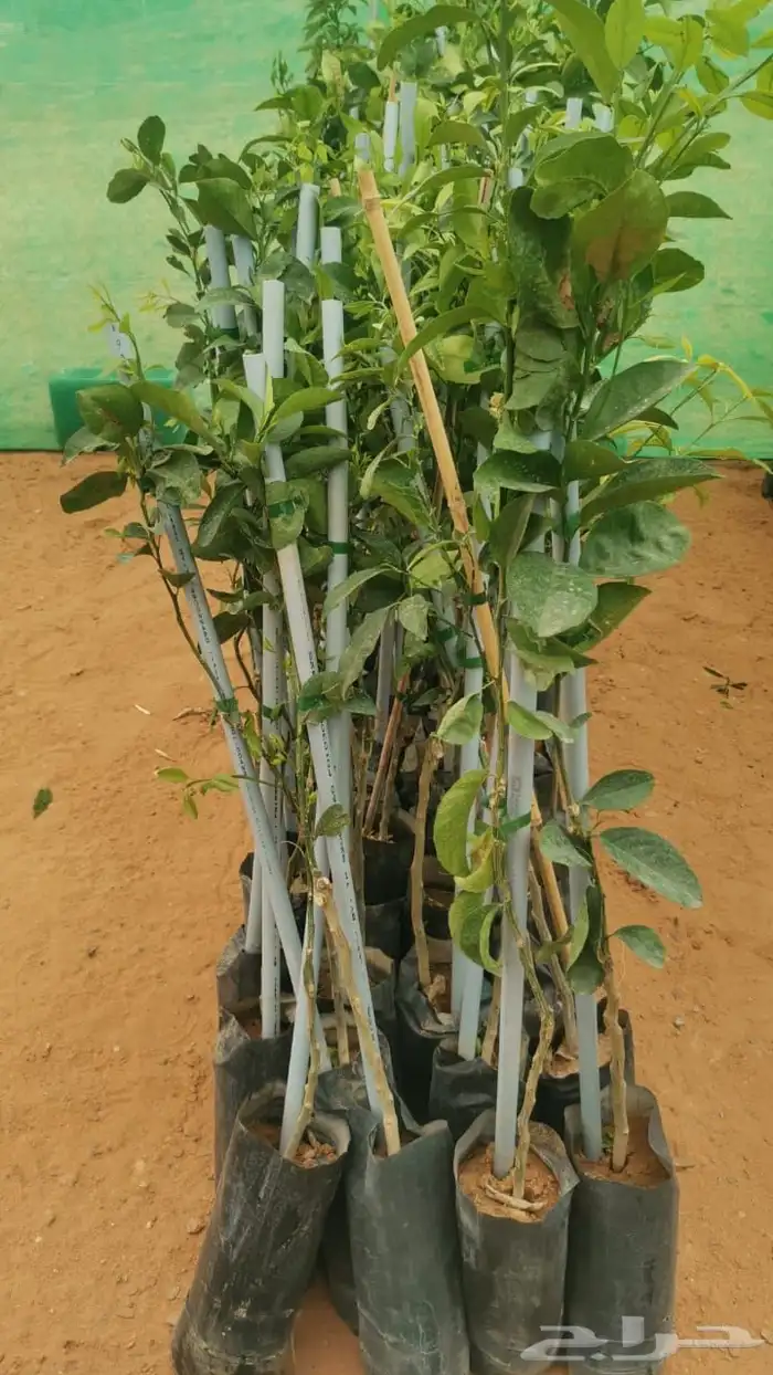 جميع انواع الحمضيات 1