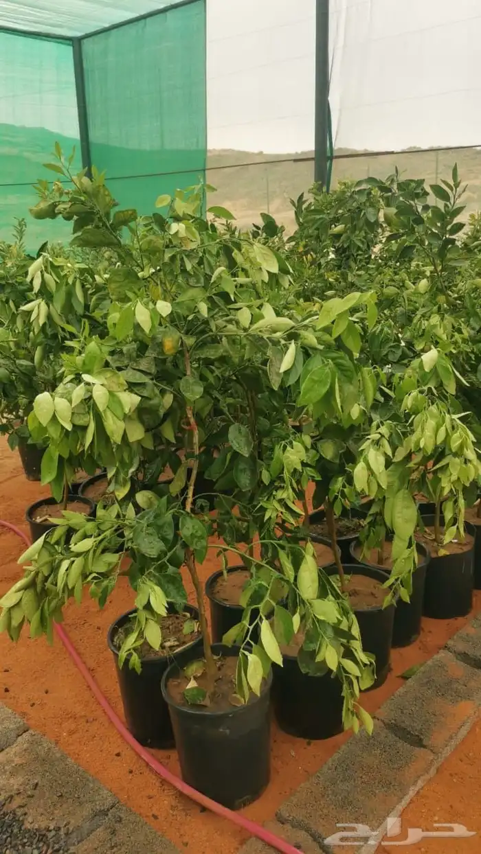 جميع انواع الحمضيات 3