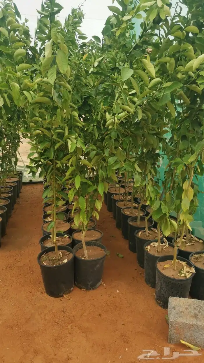 جميع انواع الحمضيات 0