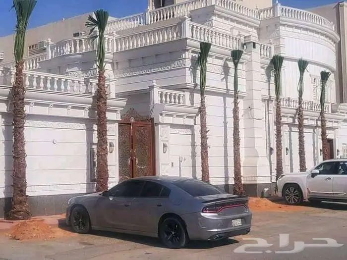 نخل واشنطني زينه للبيع على جميع المقاسات والأشكال المختلفه 29