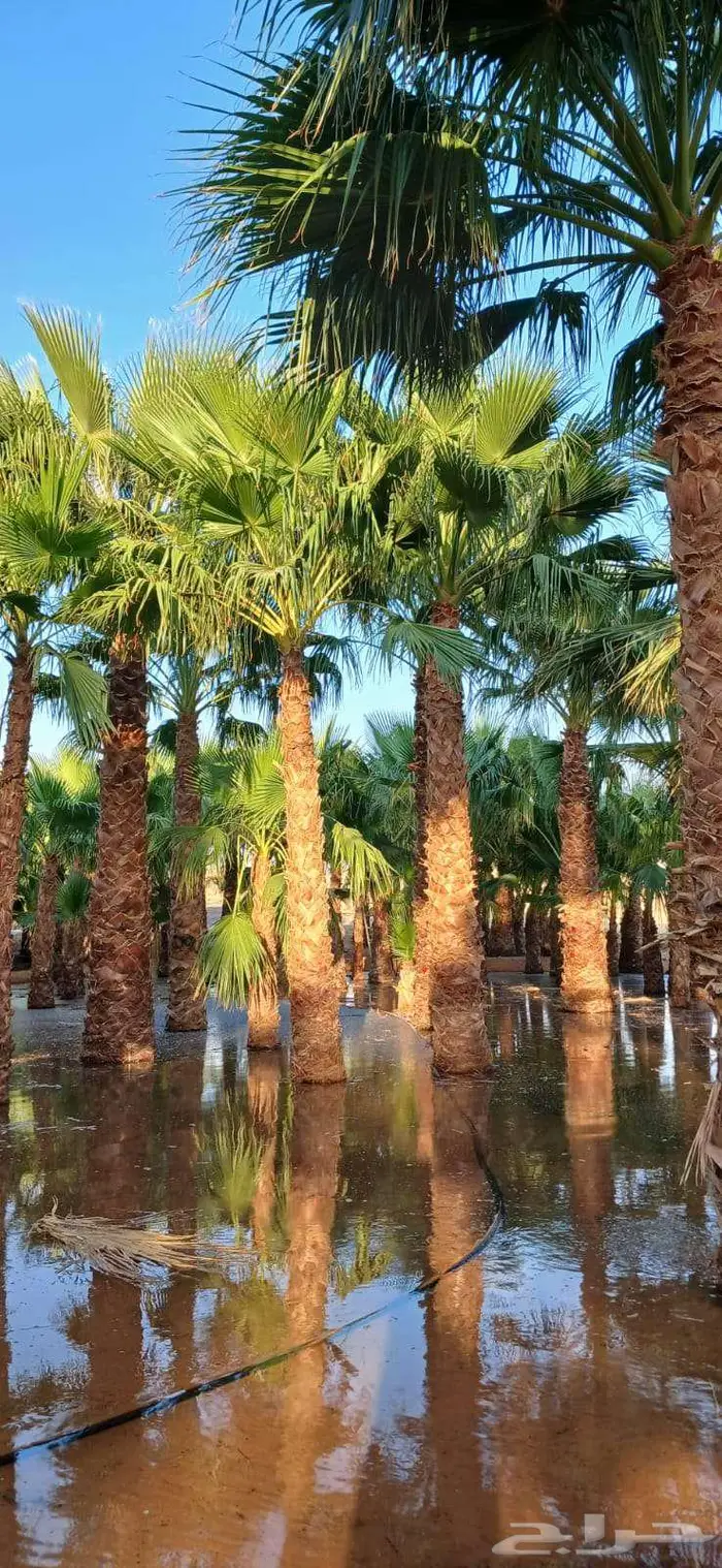 نخل واشنطني زينه للبيع على جميع المقاسات والأشكال المختلفه 2