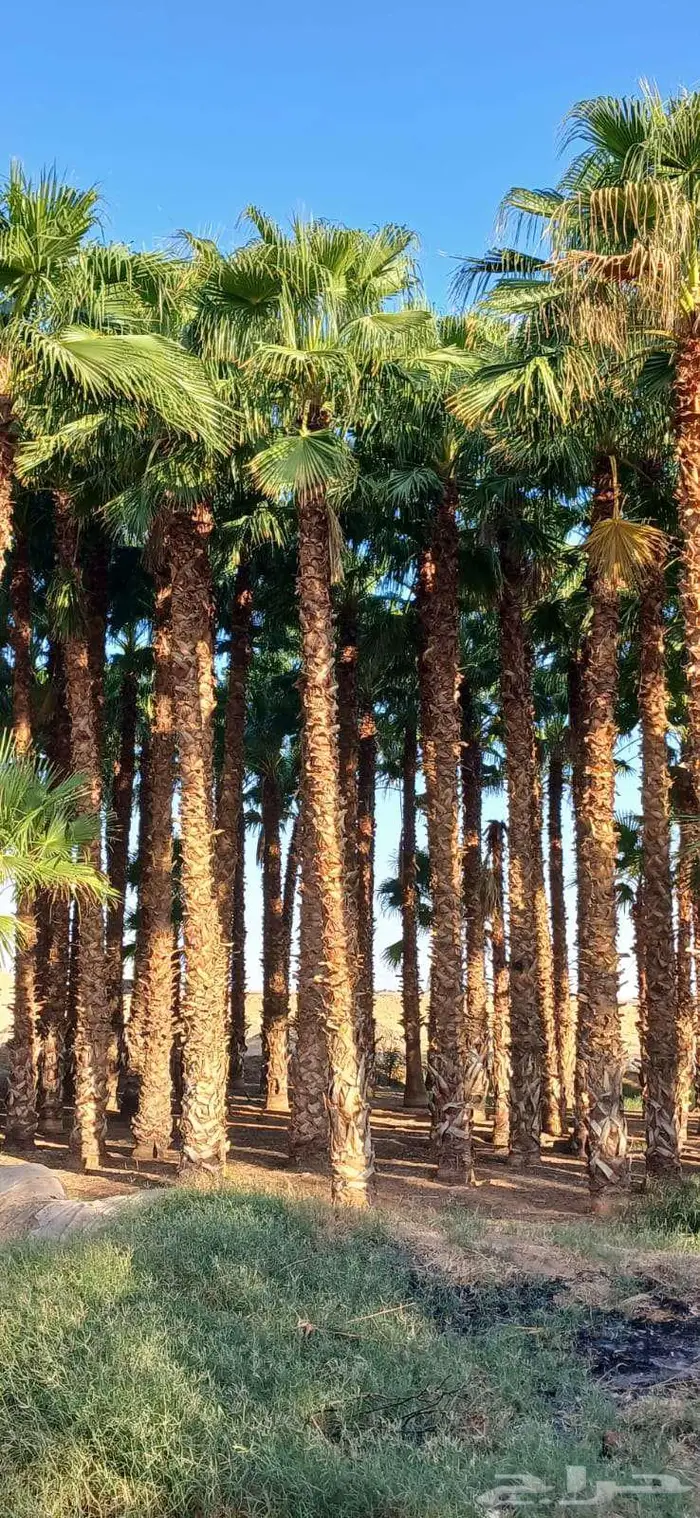 نخل واشنطني زينه للبيع على جميع المقاسات والأشكال المختلفه 1