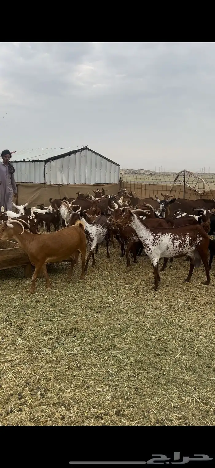 معزاء محايليات صنف الصنف 0