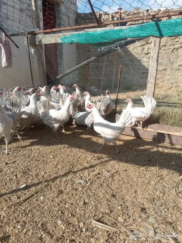 بيض دجاج فيومي المنيوم 0