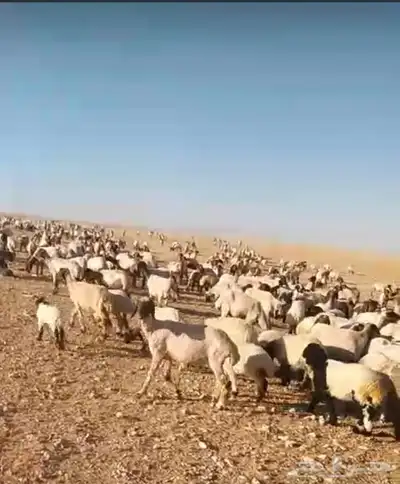 قصاص غنم ماكينه 0