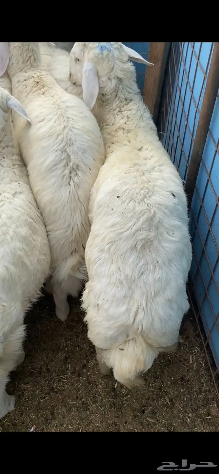 ذبايح طيبه بالحيل 0