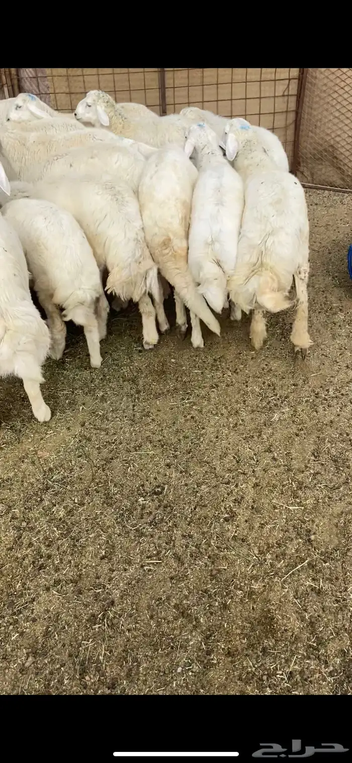 ذبايح طيبه بالحيل 5