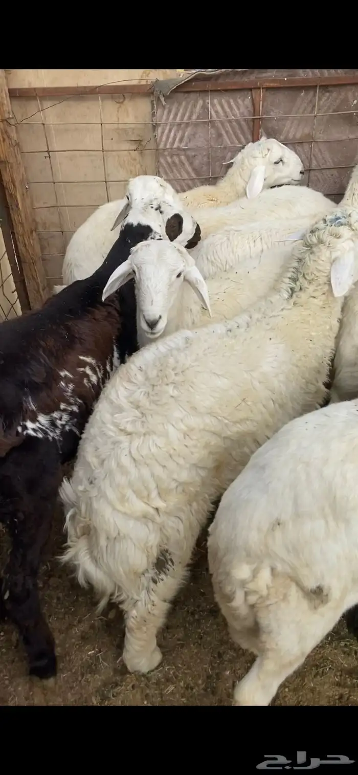 ذبايح طيبه بالحيل 3