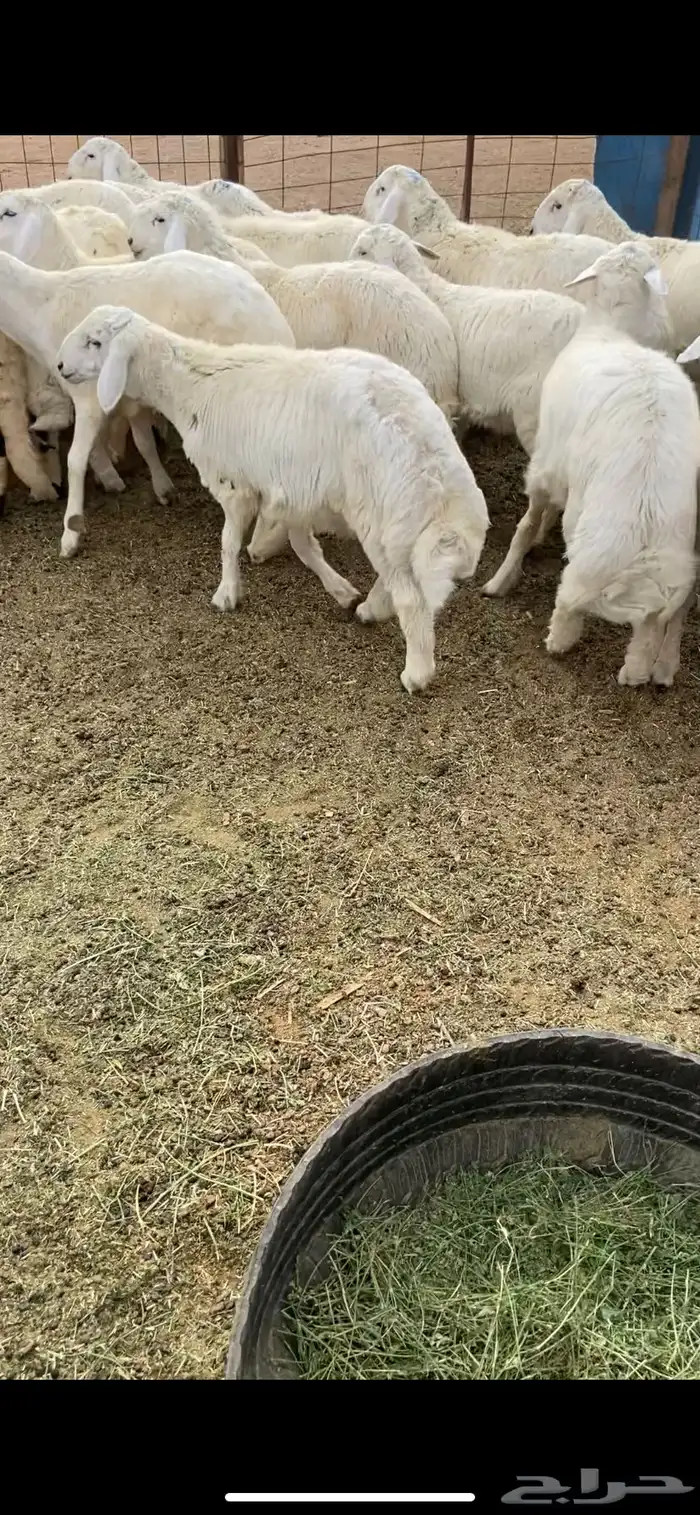 ذبايح طيبه بالحيل 1