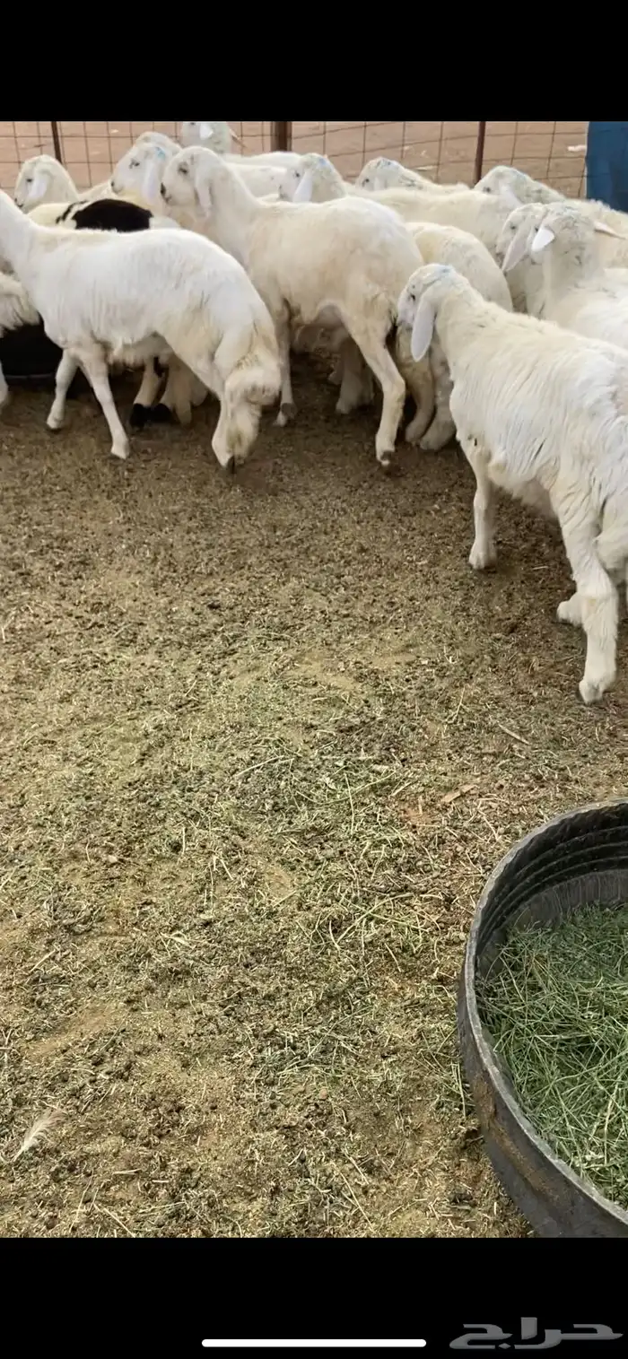 ذبايح طيبه بالحيل 2