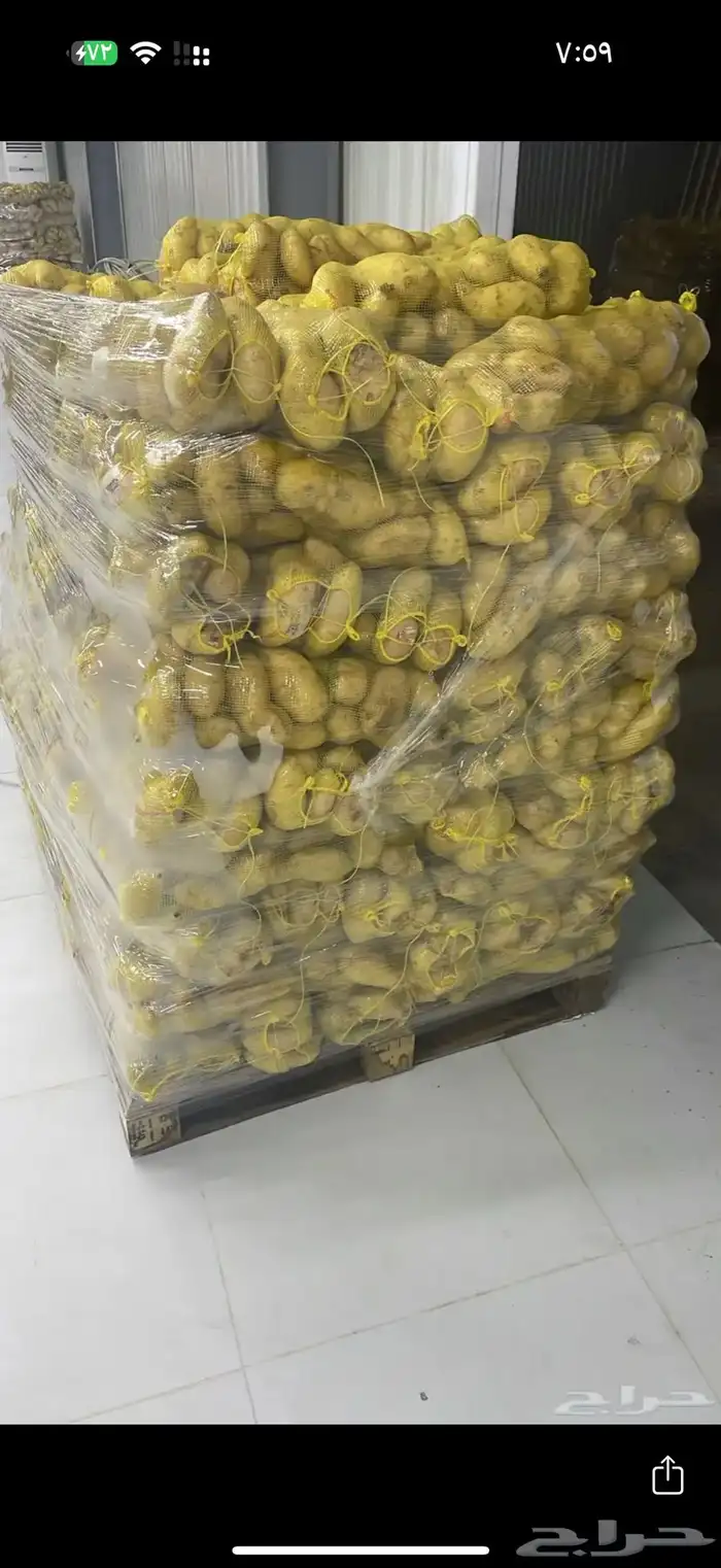 بطاطس جمله طلبيه 100 كيلو سعر خاص 1