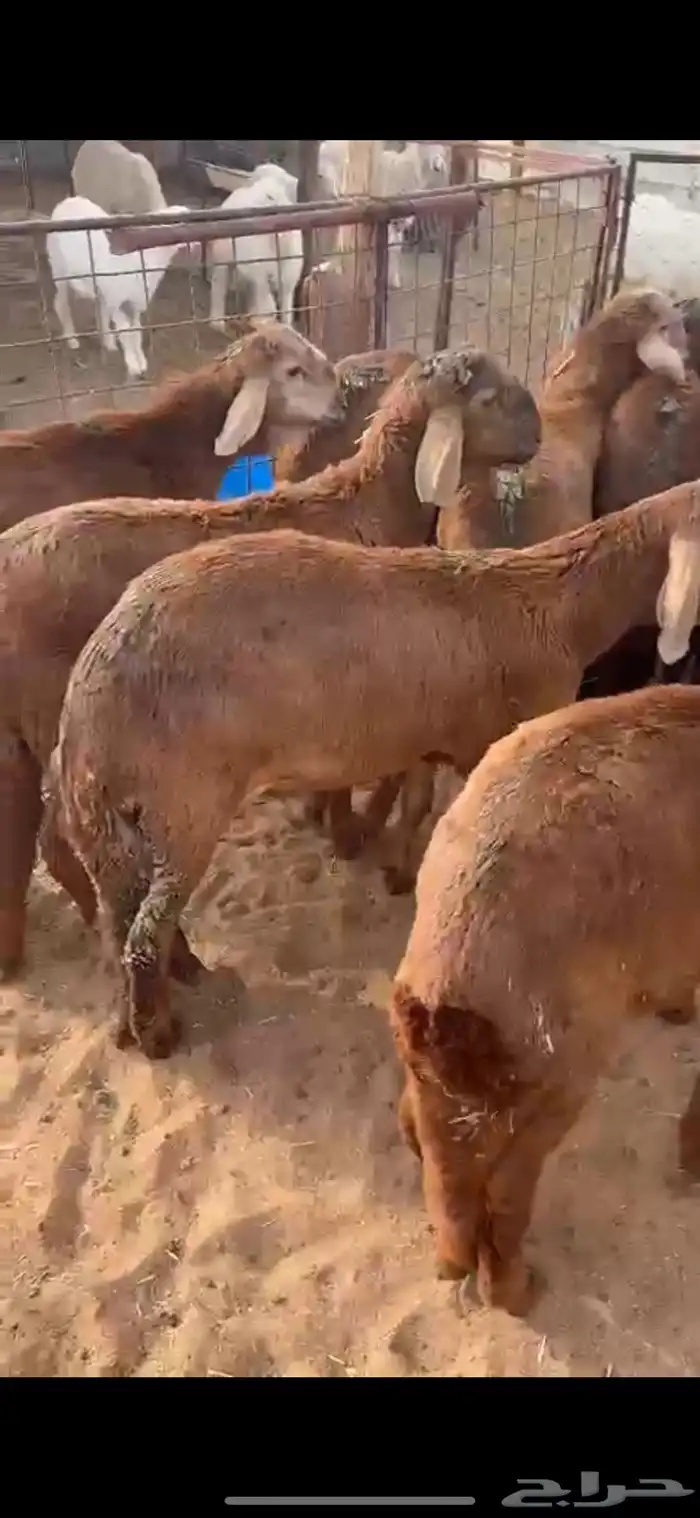 ذبايح سواكني حمريات الخرج 4