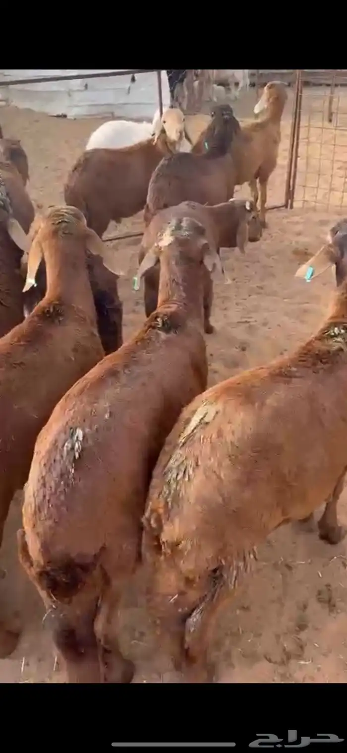 ذبايح سواكني حمريات الخرج 3