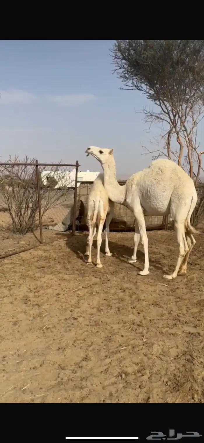 فحل اوضح باتلي 6
