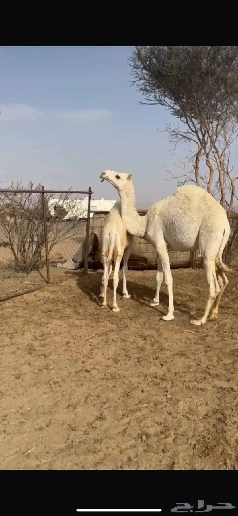 فحل اوضح باتلي 6