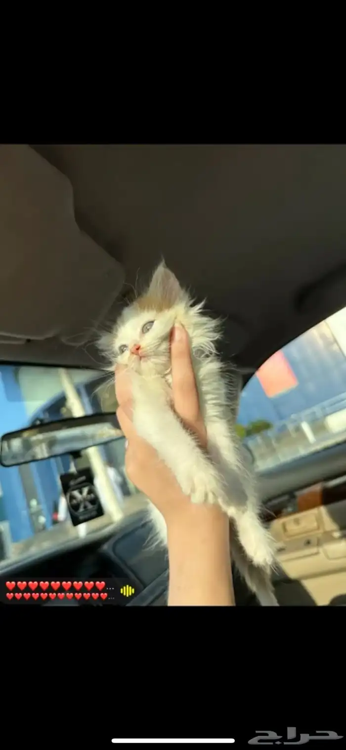 قطط 1