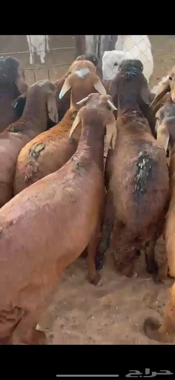ذبايح سواكني حمريات الخرج 2