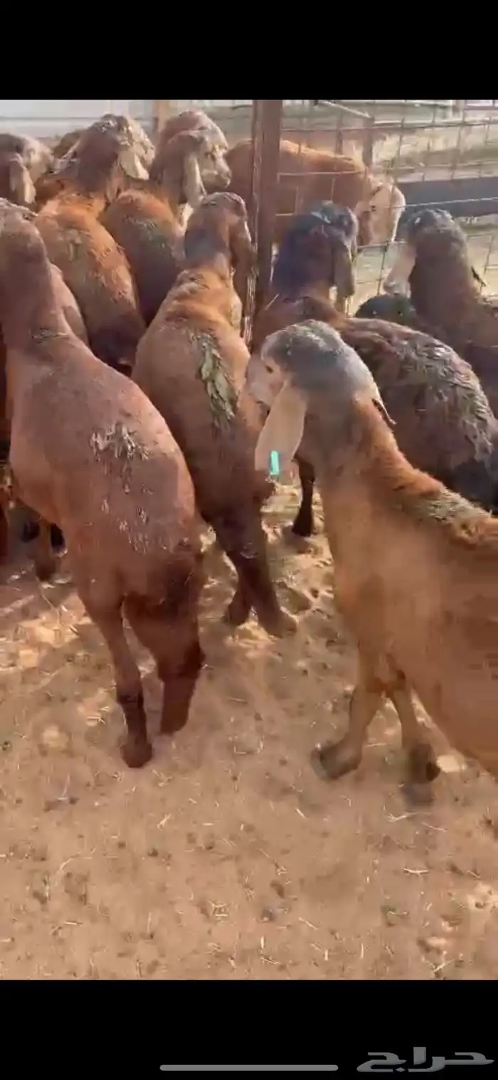 ذبايح سواكني حمريات الخرج 1