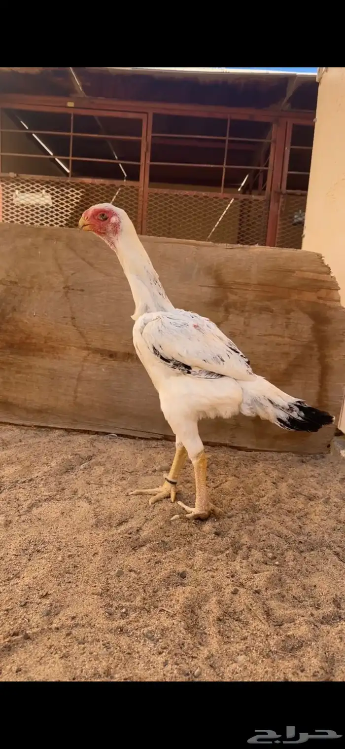 دجاجة فارسية للبيع ( تم البيع ) 0