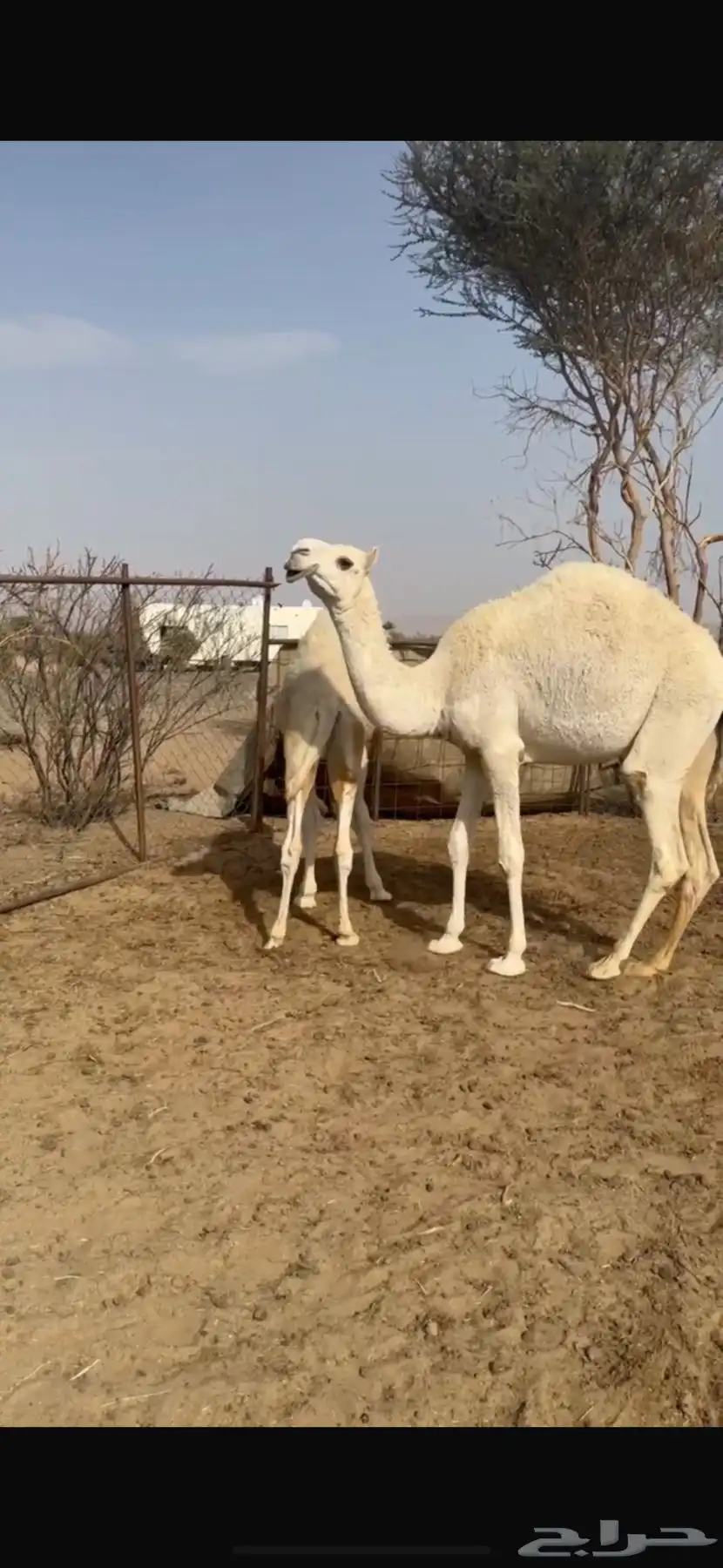 فحل اوضح باتلي 5