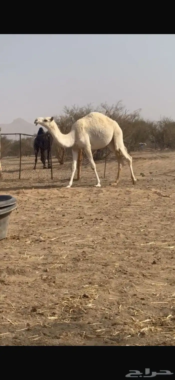 فحل اوضح باتلي 7