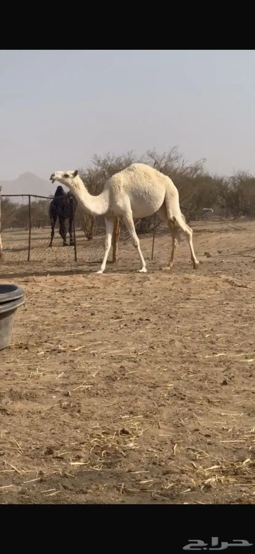 فحل اوضح باتلي 7