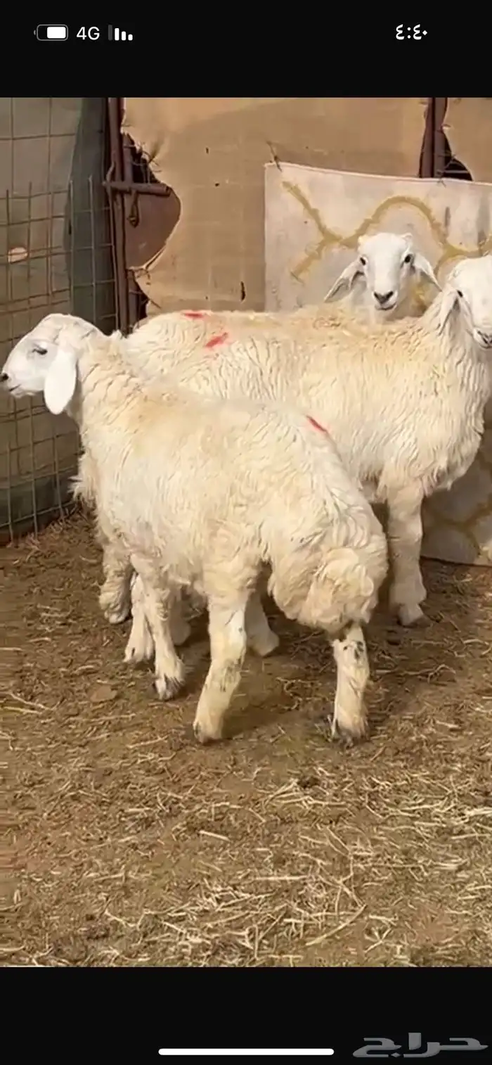 خرفان حري مغلقات 3