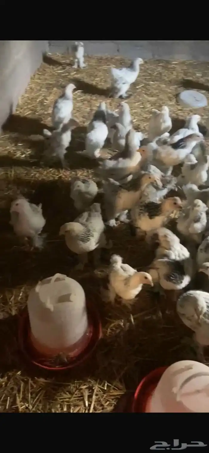 صوص براهما ابيض 2