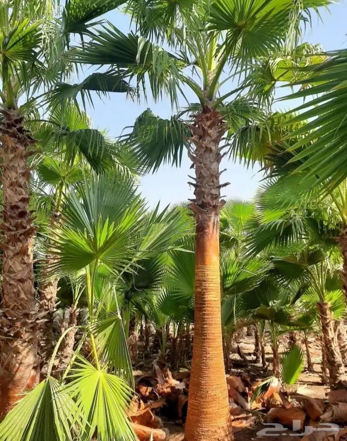 نخل واشنطني زينه للبيع على جميع المقاسات والأشكال المختلفه 6
