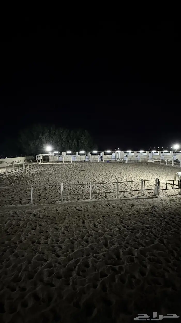 إيواء عسف تدريب الخيل 1