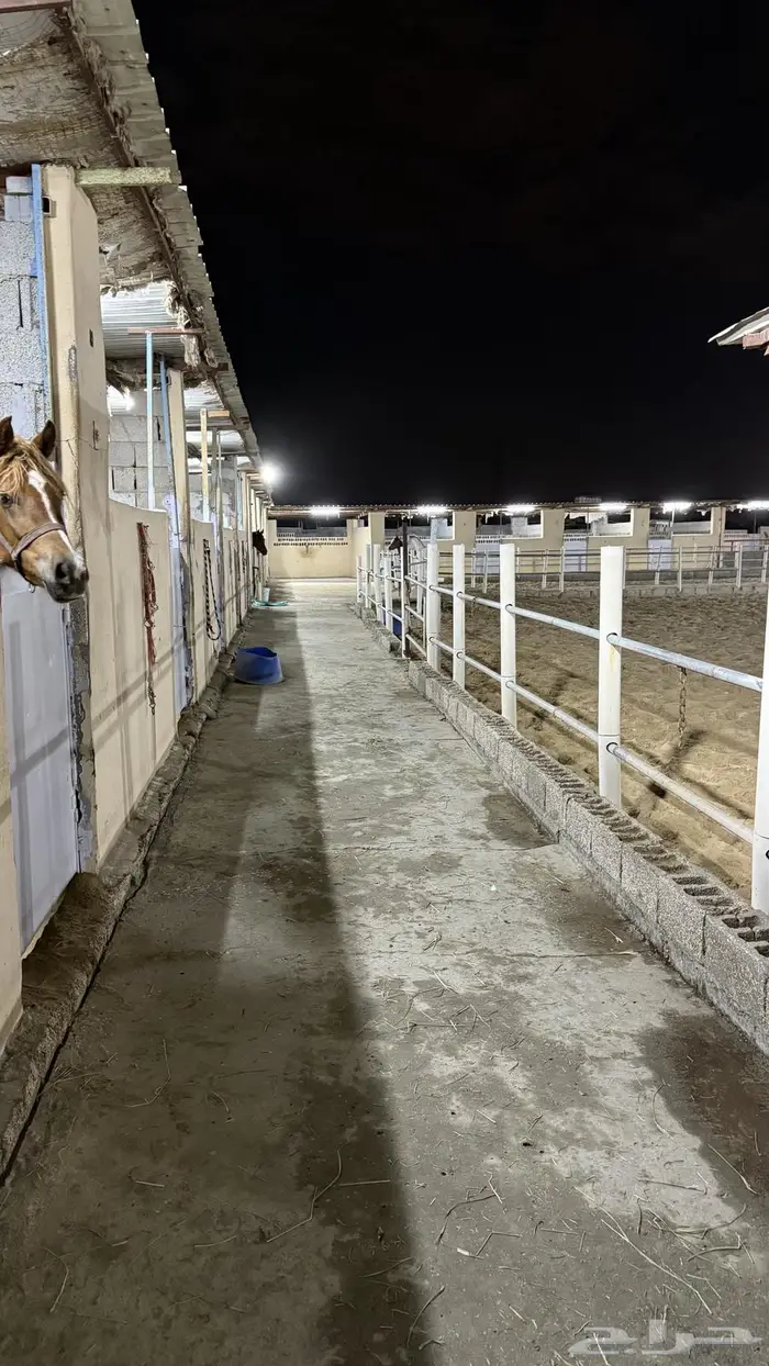 إيواء عسف تدريب الخيل 0