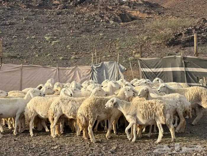 ضان حرش 2