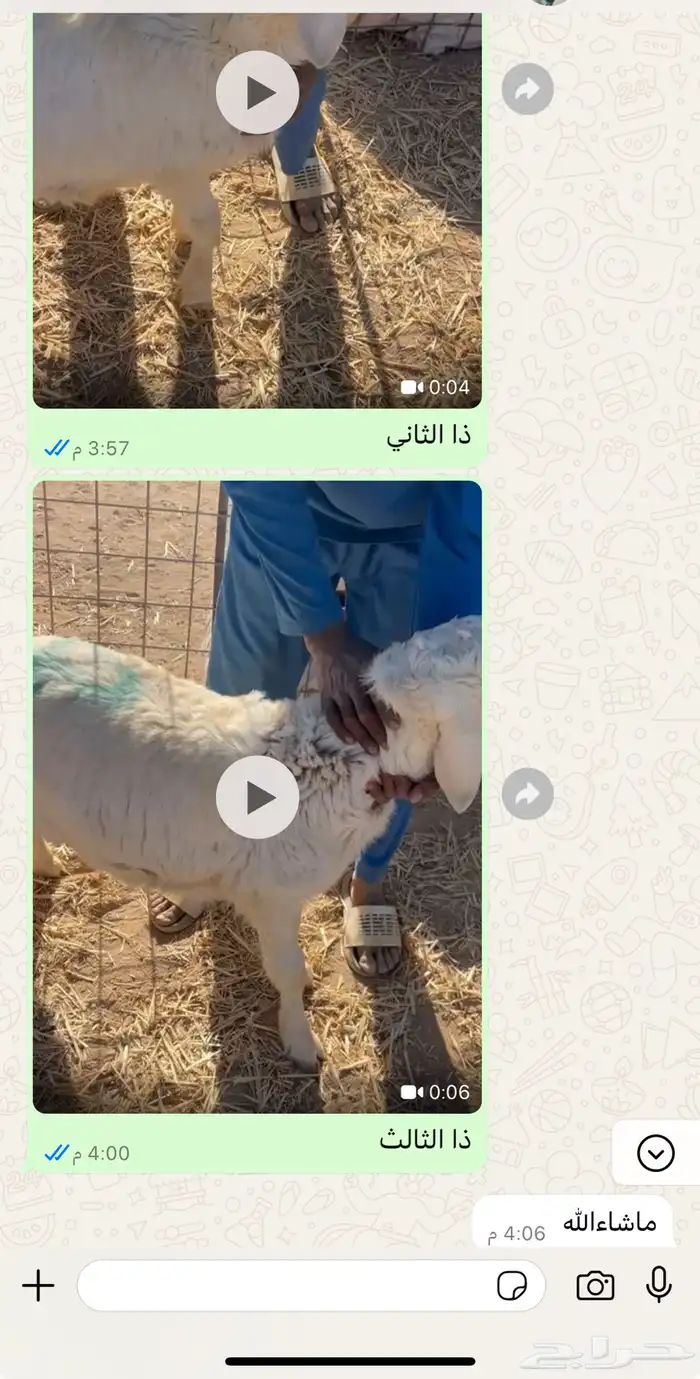 تيوس طليان 15