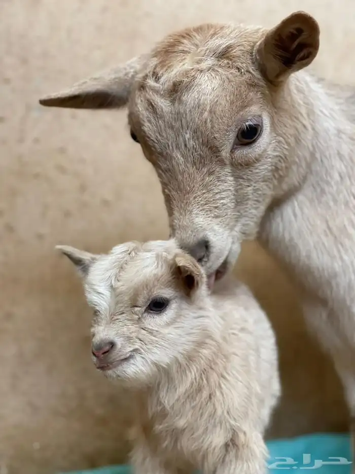 الماعز القزم 3