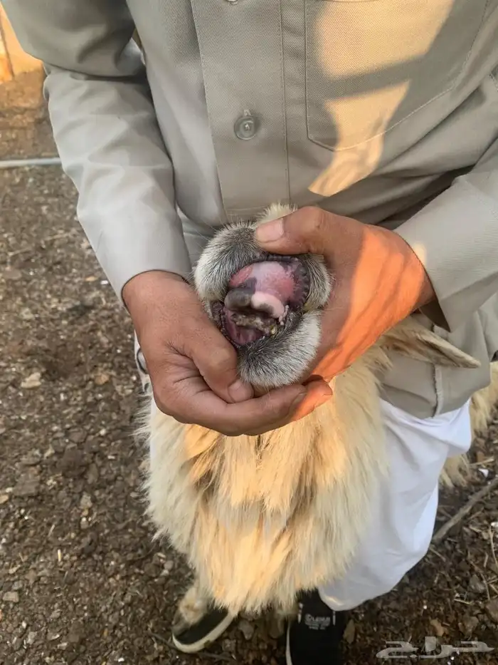 نعجه 0