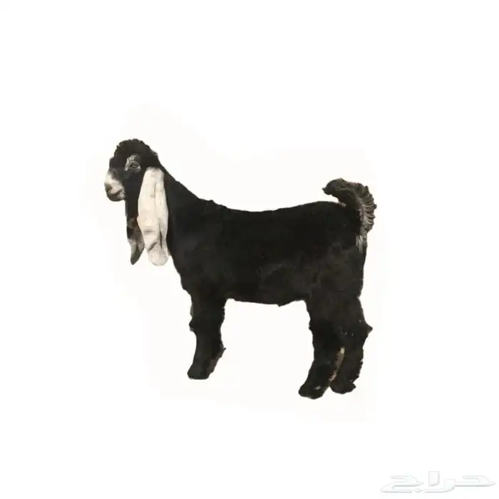 ذبايح ابو عبدلله 2