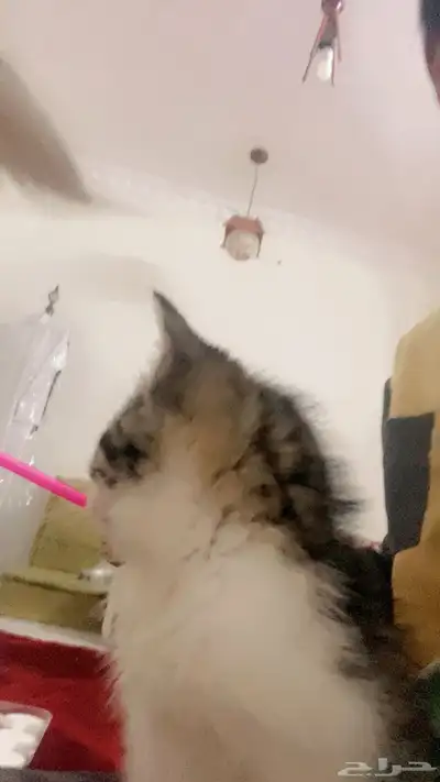 قطط لبيع 2