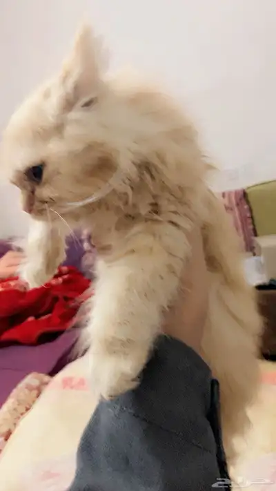 قطط لبيع 5