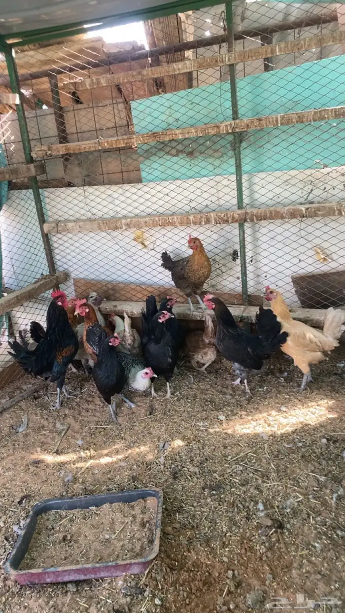 دجاج بياض 3