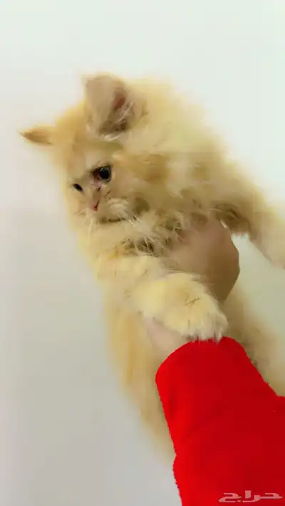 قطط لبيع 8