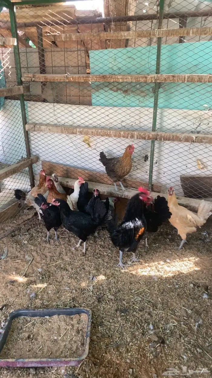 دجاج بياض 2
