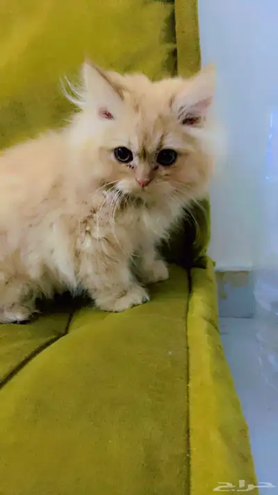 قطط لبيع 7