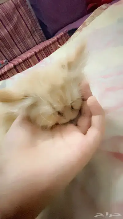 قطط لبيع 6