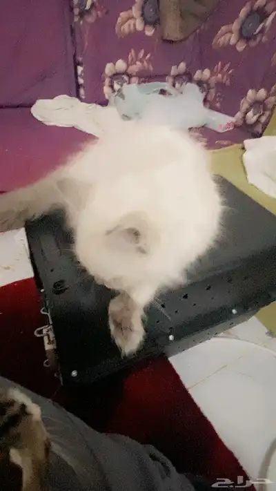 قطط لبيع 1