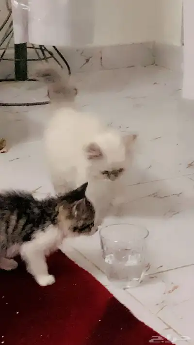 قطط لبيع 3